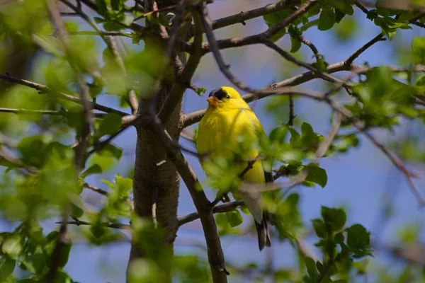 金翅雀美国金翅雀 金翅雀 的特写 栖息在绿叶树枝上 — 图库照片