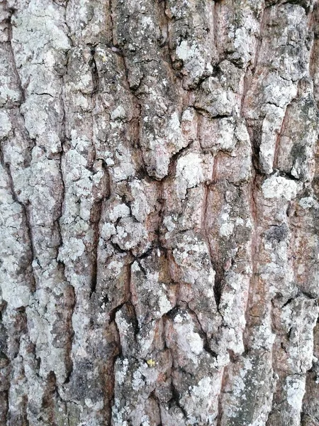 Sebuah Batang Pohon Retak Hutan — Stok Foto