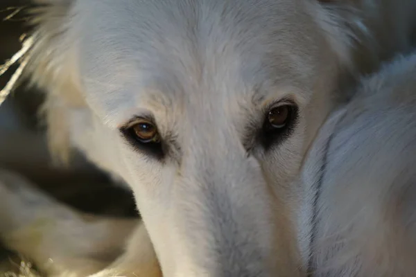 Primo Piano Cane Pastore Svizzero Bianco — Foto Stock