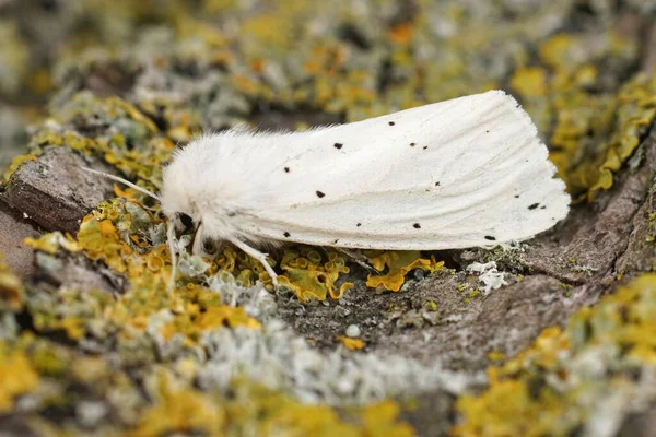 Primer Plano Detallado Sobre Armiño Blanco Spilosoma Lubricipeda Sentado Madera —  Fotos de Stock