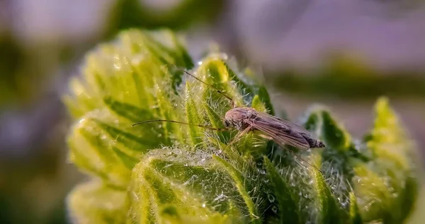 Detailní Záběr Mouchy Zelené Chlupaté Rostlině — Stock fotografie