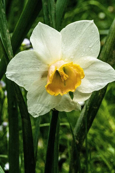 Vertikální Pohled Zblízka Květinovou Cibulku Narcis — Stock fotografie