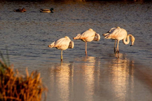 Die Drei Flamingos Hockten Einem Sonnigen Tag Wasser — Stockfoto