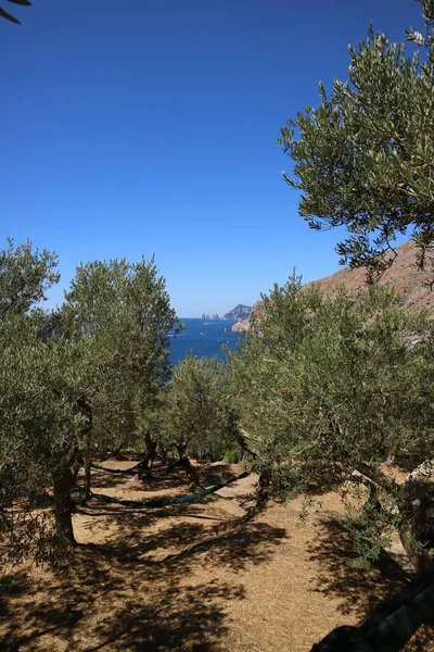 Panoramic View Sea Olive Grove Bottom You Can See Stacks — Foto Stock