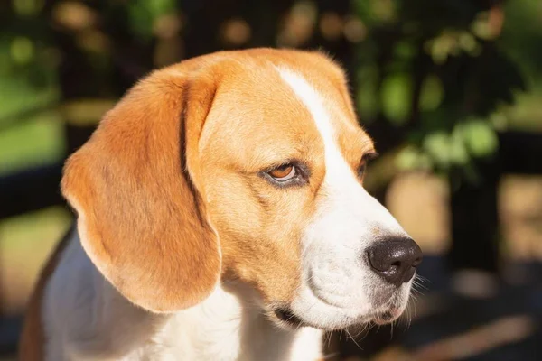 A closeup, portrait of a young Beagle dog looking attentively, illuminated by sunlight.