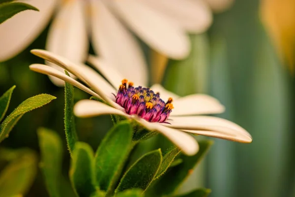 Macro Shot White Osteospermum Flower Park Sunny Day Flower Lot — Stock Photo, Image