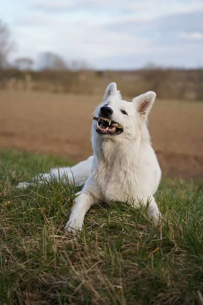 Chien Berger Suisse Blanc Couché Sur Herbe Verte — Photo