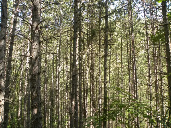 Una Foresta Con Alberi Alti Una Giornata Sole — Foto Stock