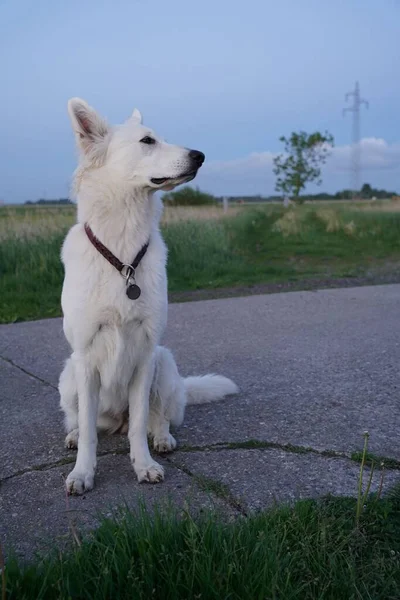 Close Shot White Swiss Shepherd Dog Countryside Vertical — Stock Photo, Image