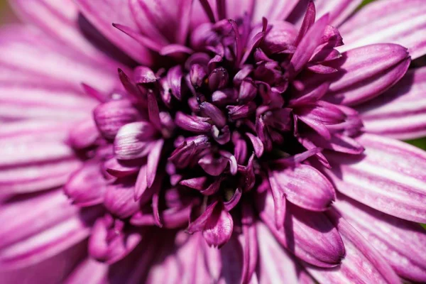 Closeup Shot Purple Osteospermum — Stock Photo, Image