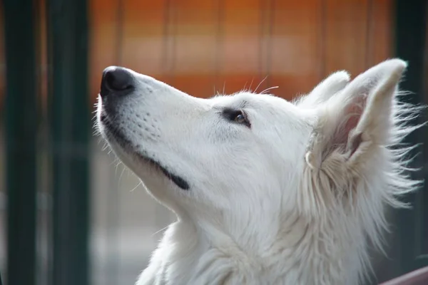 Ένα Κοντινό Πλάνο Του Λευκού Ελβετικού Ποιμενικού Σκύλου — Φωτογραφία Αρχείου