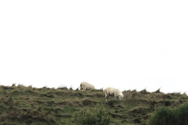 Gros Plan Moutons Blancs Broutant Dans Champ — Photo