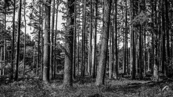 Grands Arbres Dans Forêt — Photo