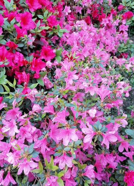 Une Fleur Azalées Fleurs Violettes Dans Jardin — Photo