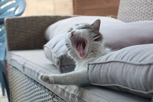 枕の間の白いソファの上に横たわる怠惰なあくび猫 — ストック写真