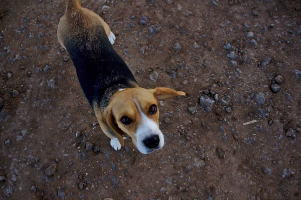 Egy Beaagle Dog Felnéz Kamerába — Stock Fotó