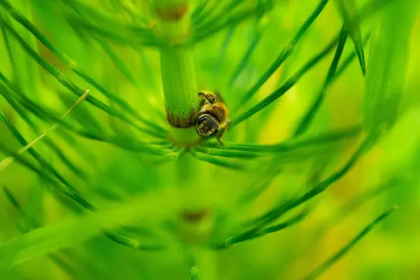 Ένα Κοντινό Πλάνο Μιας Μέλισσας Που Κάθεται Ένα Πράσινο Φυτό — Φωτογραφία Αρχείου