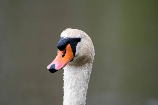 Retrato Close Belo Cisne Alemão Branco Sobre Fundo Embaçado — Fotografia de Stock