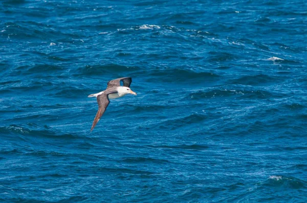 Een Close Shot Van Een Meeuw Die Het Water Vliegt — Stockfoto