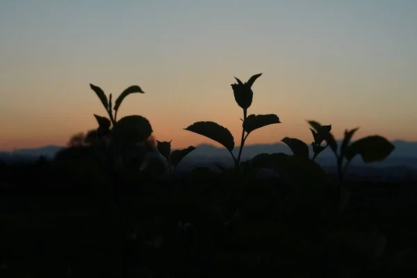 Захід Сонця Проти Новорослої Рослини — стокове фото