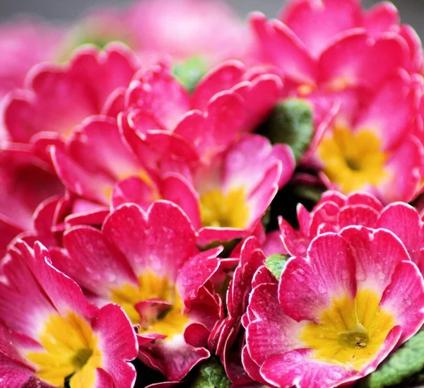 Close Shot Primrose Flowers Garden — Stock Photo, Image