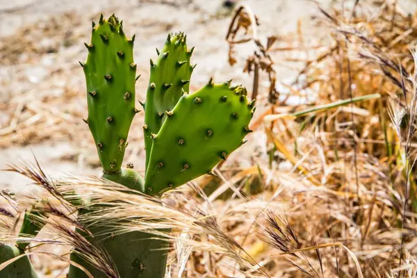 Kaktus Som Växer Risfältet — Stockfoto
