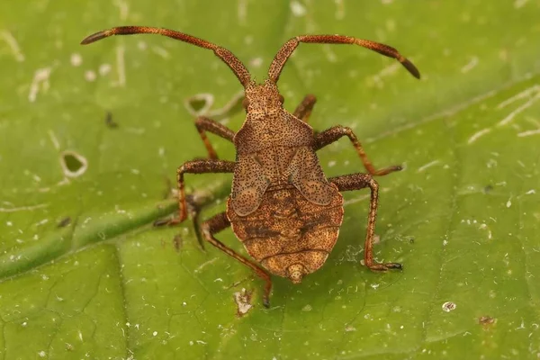 Közelkép Egy Foltos Barna Növényevő Nimfa Instar Dock Bug Coreus — Stock Fotó