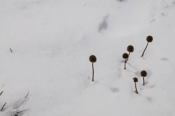Zbliżenie Ujęcie Echinops Rosnący Myślący Śnieg Zimie — Zdjęcie stockowe