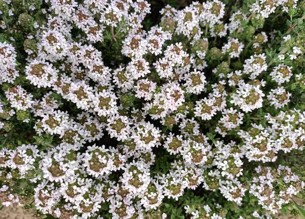 Tomilho Branco Flores Jardim — Fotografia de Stock