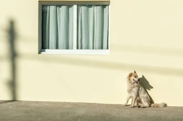 Ένας Σκύλος Του Δρόμου Στέκεται Ένα Τοίχο Στο Καλαφάτε Παταγονία — Φωτογραφία Αρχείου