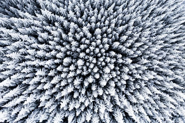 Een Bevroren Bomen Gevangen Door Een Drone — Stockfoto