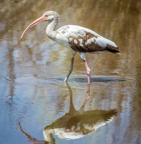 Vertical Shot Ibis Shallow Waters — Stock Photo, Image