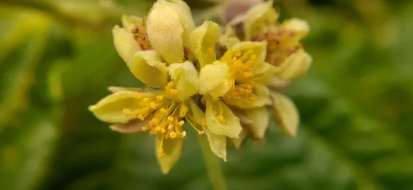 Closeup Shot Yellow Flower — Stock Photo, Image