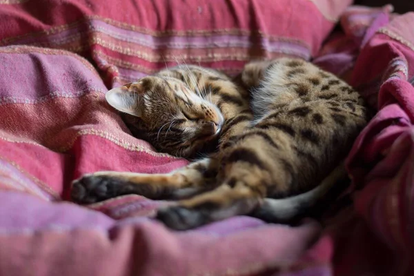 Seekor Kucing Bengal Tergeletak Sofa — Stok Foto