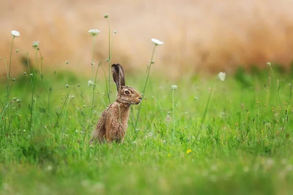 Närbild Europeisk Hare Lepus Europaeus Sittande Gräset — Stockfoto