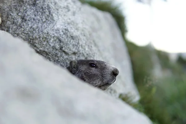 Une Marmotte Cachée Parmi Les Rochers — Photo