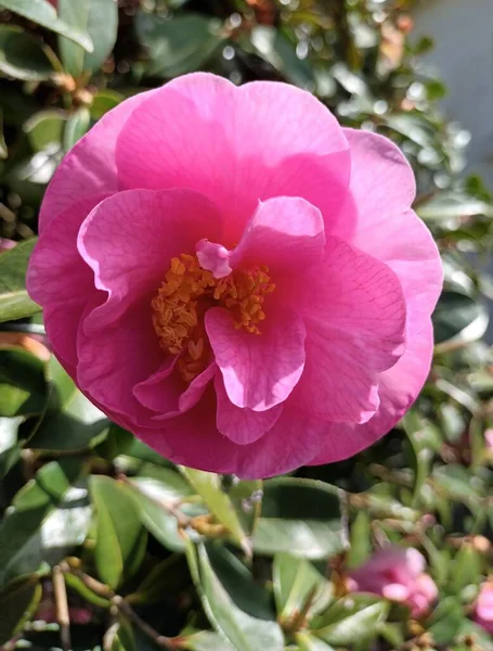 Розовый Цветок Камелии Саду — стоковое фото