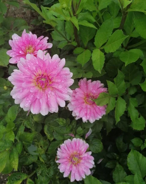 Eine Rosa Dahlienblüte Garten — Stockfoto