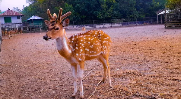 Eine Schöne Aufnahme Von Einem Niedlichen Hirsch — Stockfoto