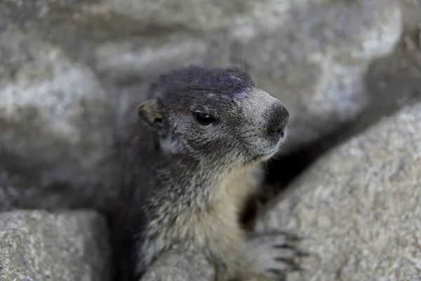 Una Marmotta Nascosta Tra Rocce Una Montagna — Foto Stock