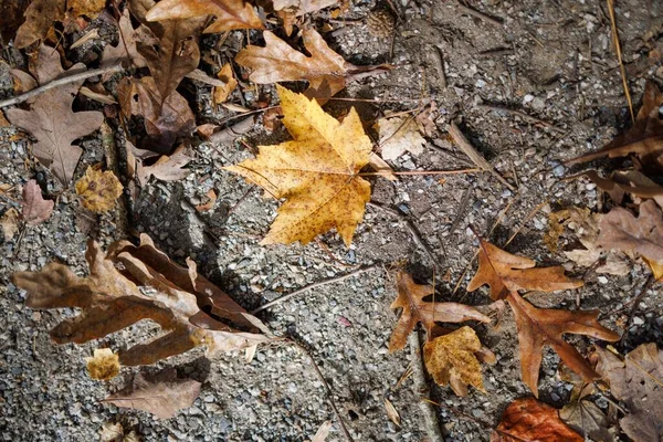 Tiro Close Folhas Secas Caídas Chão — Fotografia de Stock