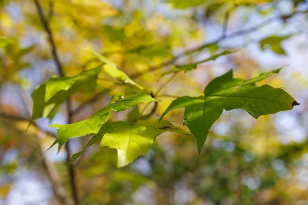 Plan Sélectif Une Branche Arbre Aux Feuilles Vertes — Photo