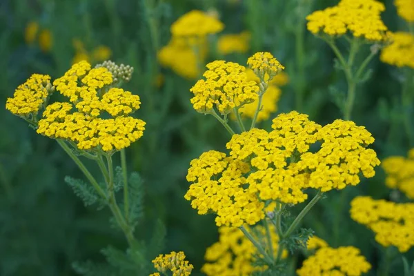 Eine Gelbe Schafgarbenblüte Garten — Stockfoto