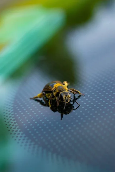 Egy Függőleges Közelkép Egy Méhről Egy Pontozott Felületen — Stock Fotó