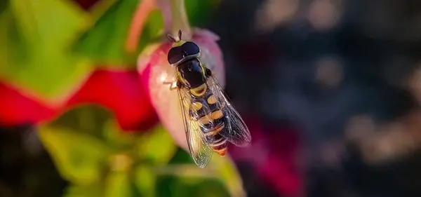 Gros Plan Hoverfly — Photo