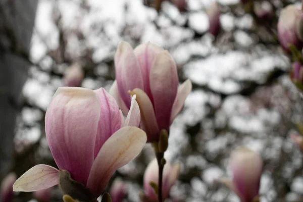 Zbliżenie Ujęcia Kwiatów Magnolii Zewnątrz — Zdjęcie stockowe