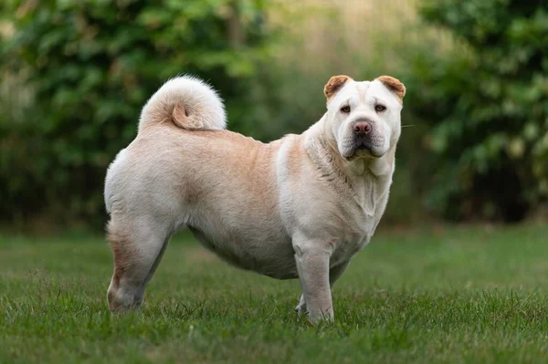 草の上に立つシャー ペイの犬 — ストック写真