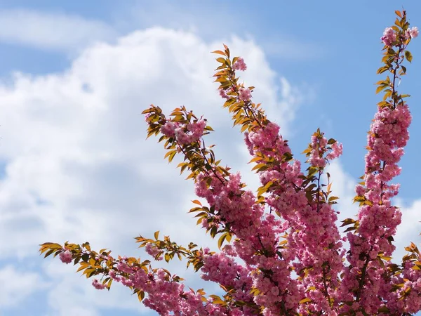 Close Cerejeira Japonesa Rosa Prunus Serrulata Plena Floração Contra Céu — Fotografia de Stock