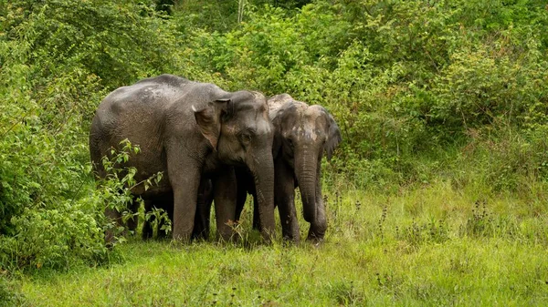 Asiatische Elefanten Aus Indischen Wäldern — Stockfoto