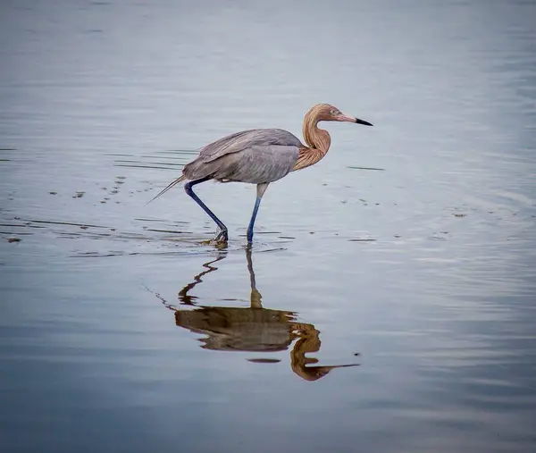 Een Close Van Roodachtige Zilverreiger Ondiep Water — Stockfoto